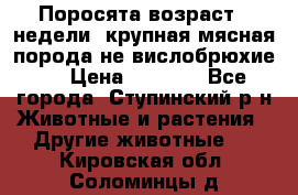 Поросята возраст 4 недели, крупная мясная порода(не вислобрюхие ) › Цена ­ 4 000 - Все города, Ступинский р-н Животные и растения » Другие животные   . Кировская обл.,Соломинцы д.